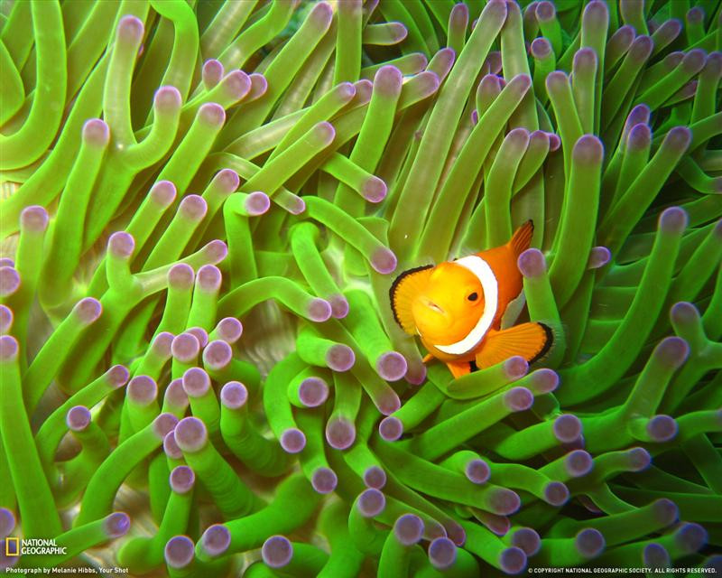 clownfish-undersea-xl (Medium)