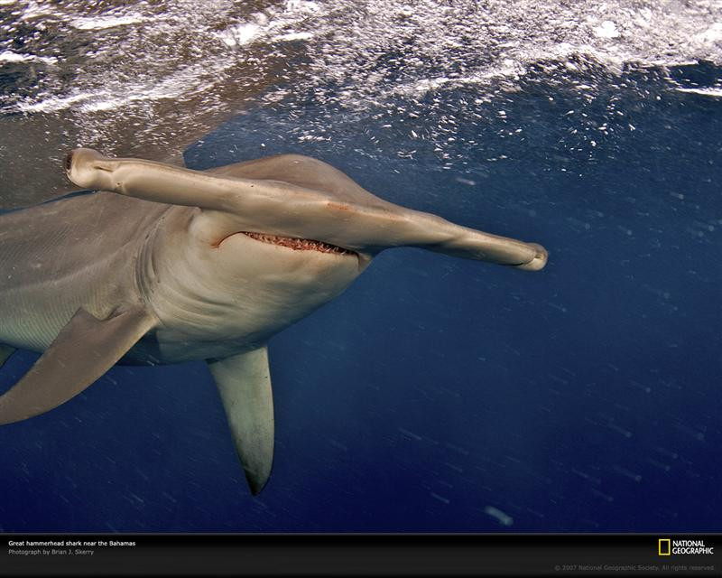 hammerhead-shark-bahamas-1049207-xl (Medium)