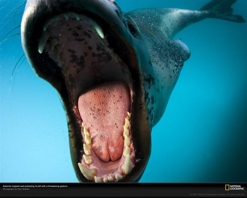 leopard-seal-open-mouth-1045590-xl (Medium)