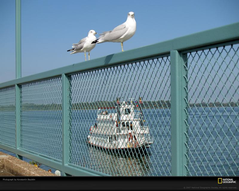 seagulls-railing-pc07epad1kob104-xl (Medium)