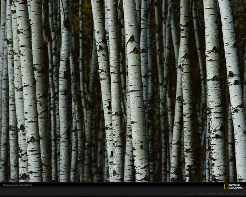 white-birch-trees-381768-xl (Medium)