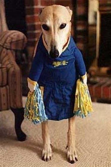 cheerleader dog-12783 (Medium)