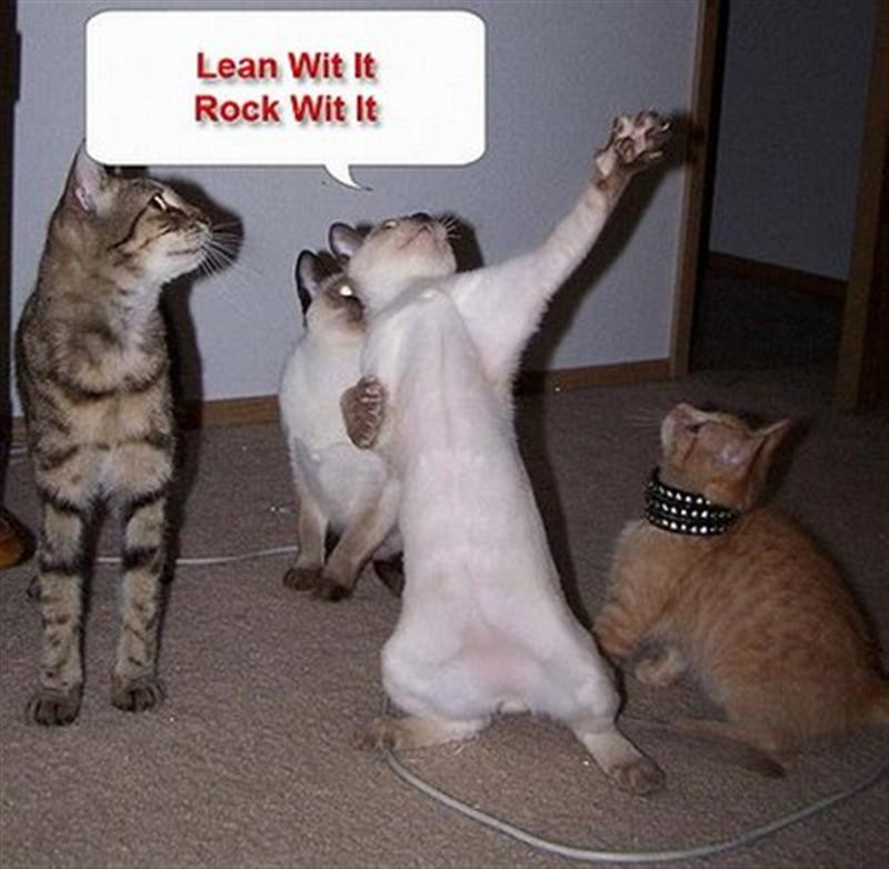 dancing cat-12759 (Medium)