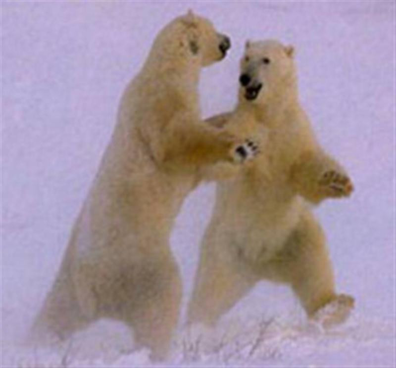 polar bear dance (Medium)