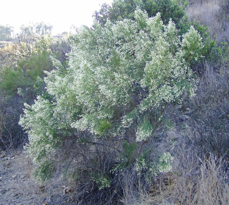 baccharis sarothroides (Medium)