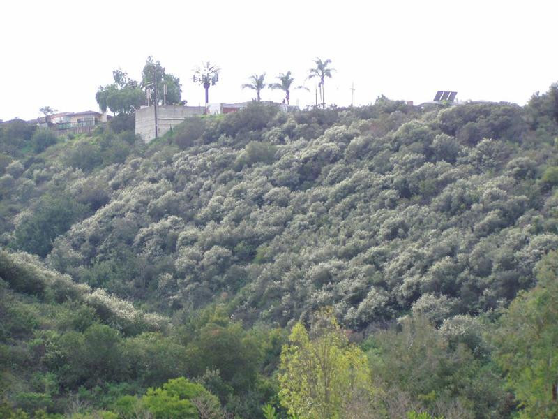 ceanothus hillside (Medium)