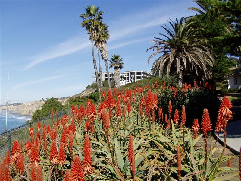 scripps aloes (Medium)