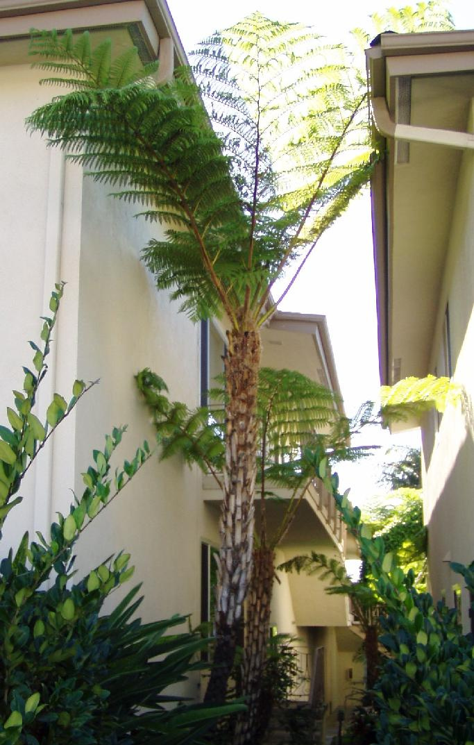 cyathea cooperi