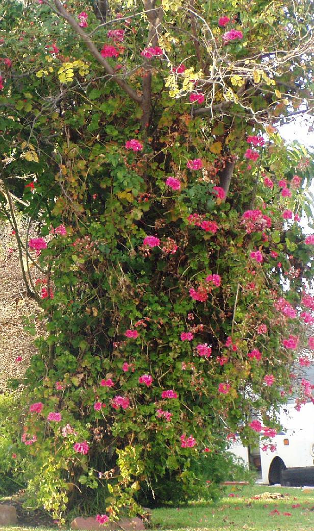 pelargonium