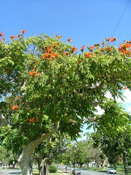 african tulip tree 3 (Medium)