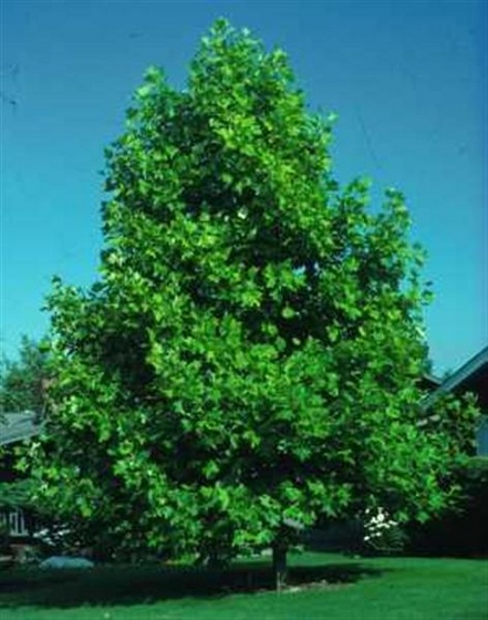 tuliptree001 (Medium)