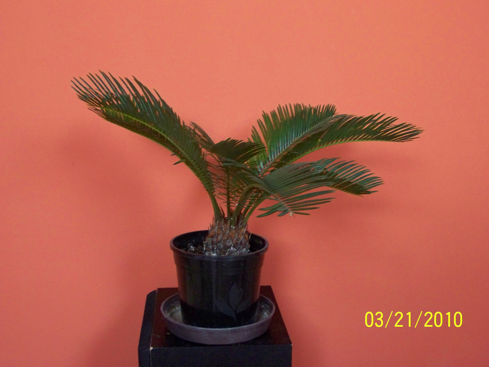 Cikász - Cycas revoluta