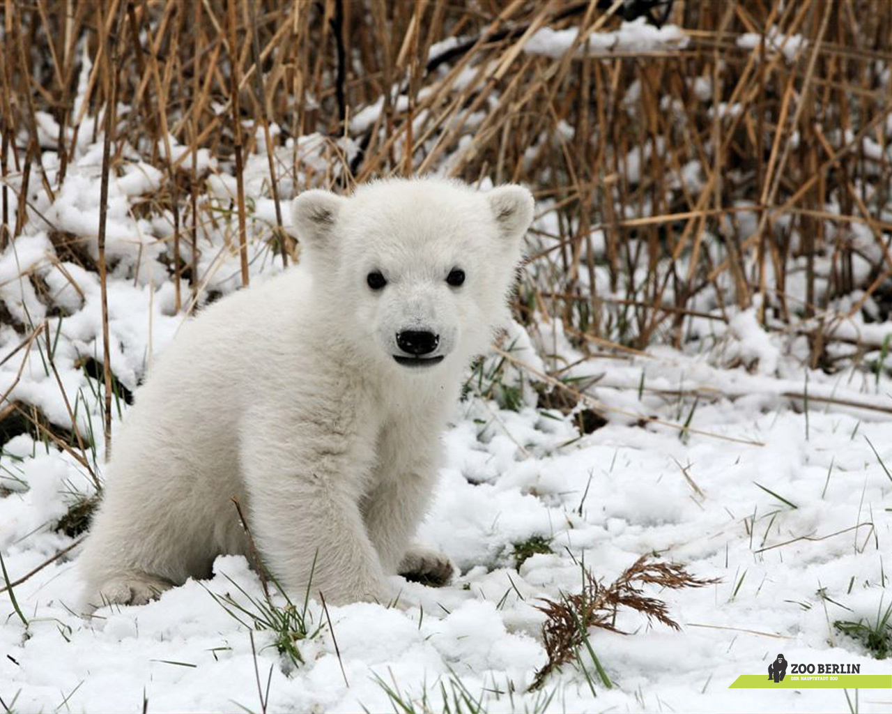 zoo-berlin knut 1280x1024