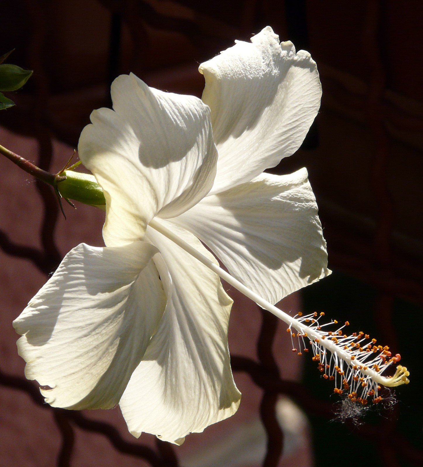 Fehér hibiszkusz virág