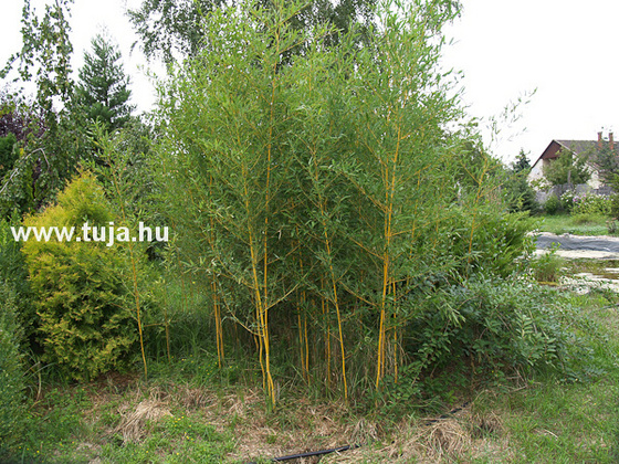 Bambusz - Phyllostachys aureosulcata Aureocaulis