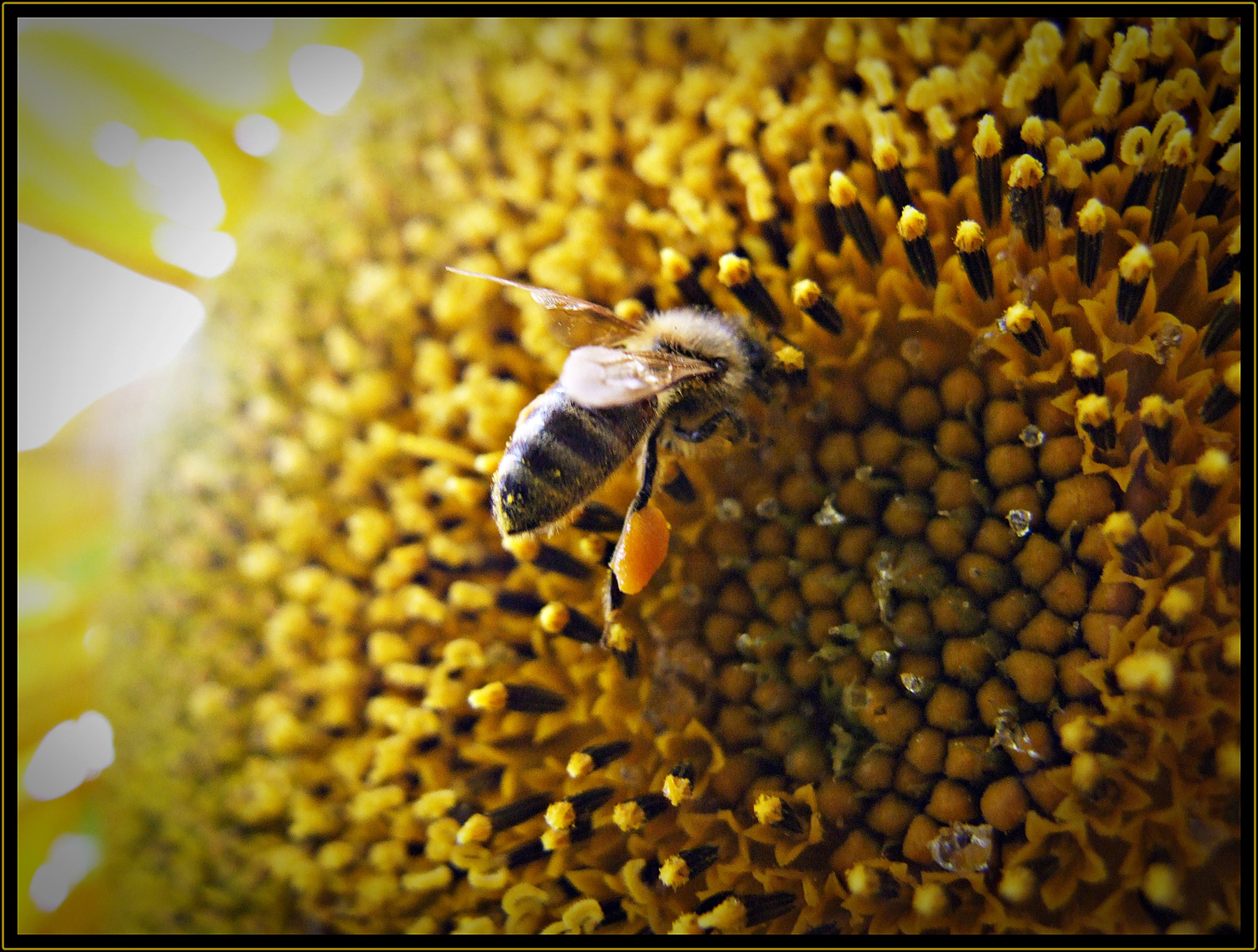 A napraforgó és a méh