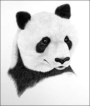 panda