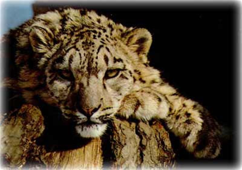 snowleopard (Medium)