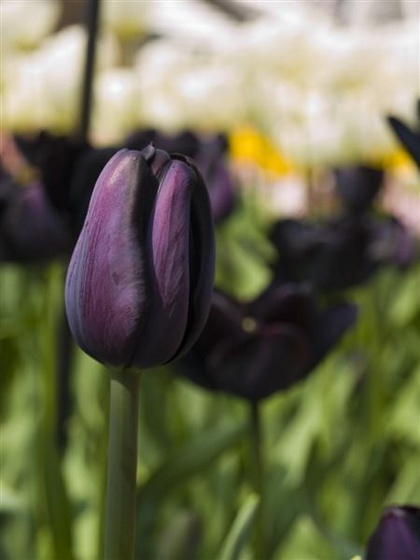 0129keukenhof05-04-09 (Medium)