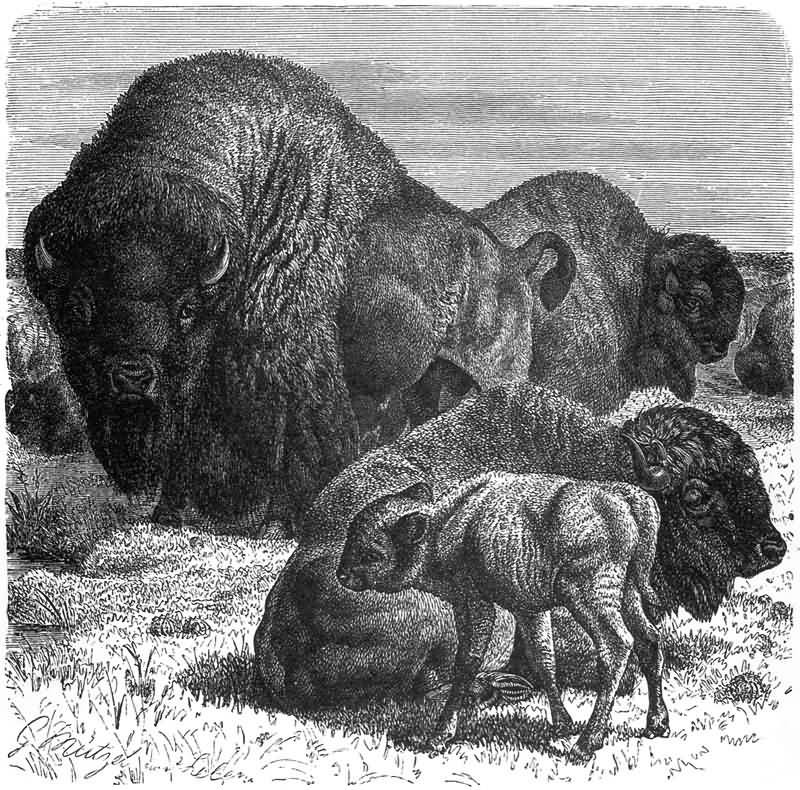 Bison