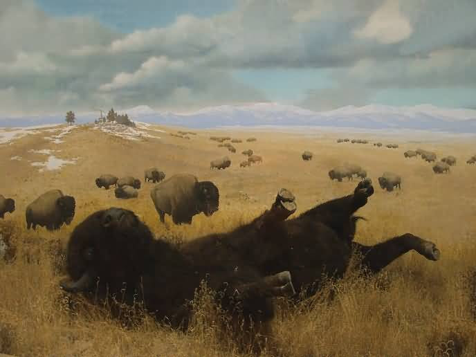 bison1