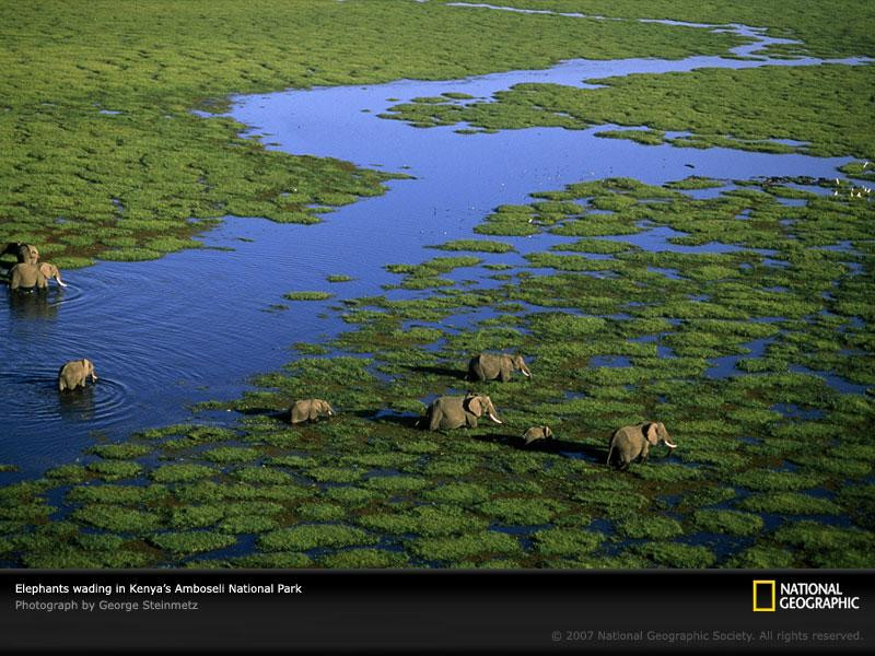 aerial-view-elephants-kenya-981243-sw (Medium)