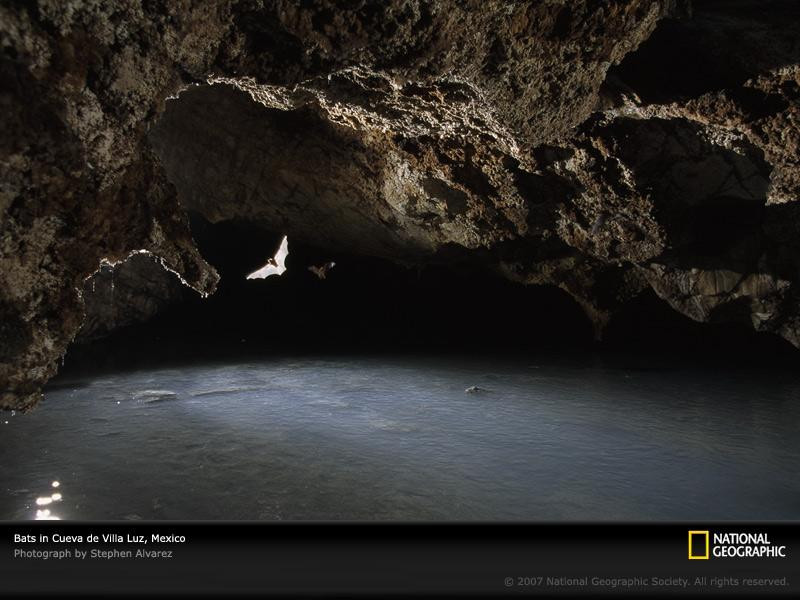 bats-cave-mexico-678073-sw (Medium)