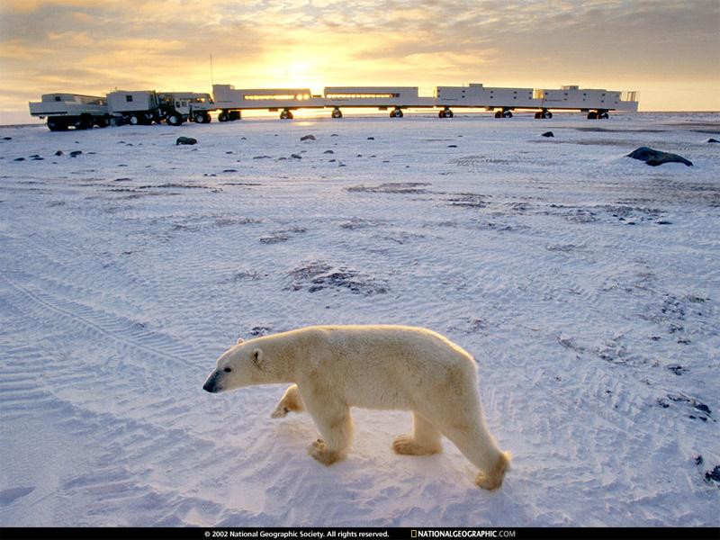 bear-vehicle-camp-492343-sw (Medium)