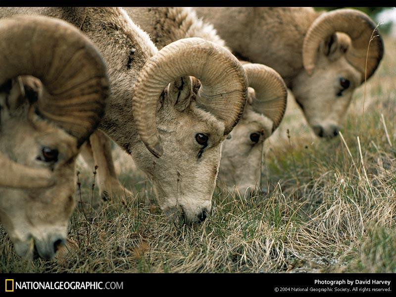 bighorn-sheep-264233-sw (Medium)