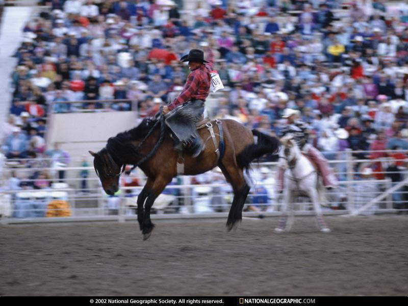 bucking-bronc-659914-sw (Medium)