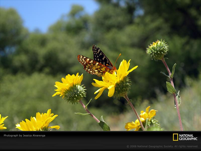 butterfly-yellow-flowers-pc08cad1jal054-sw (Medium)