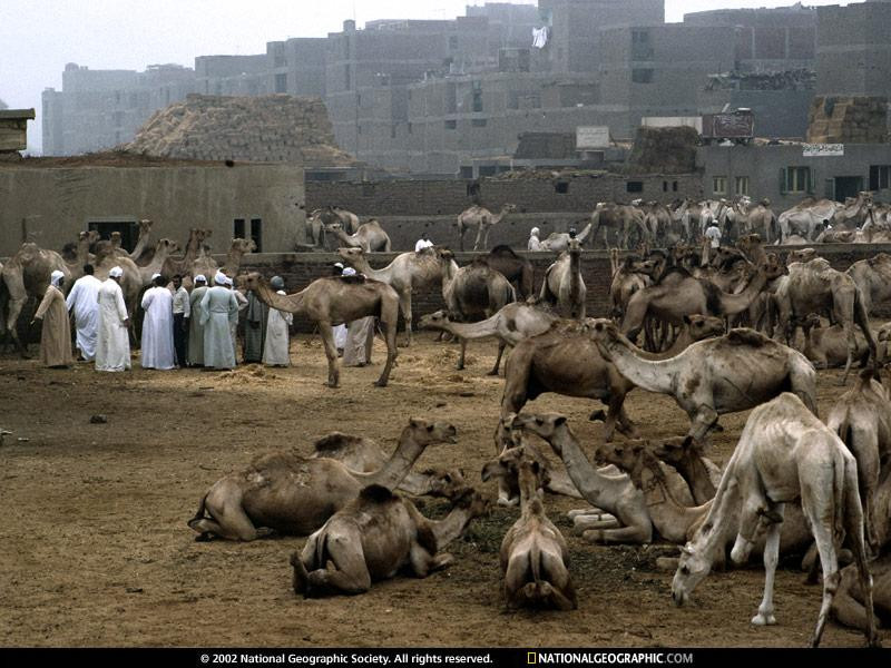 camel-market-467764-sw (Medium)