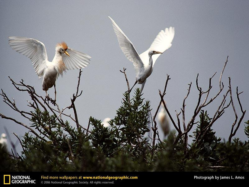 cattle-egrets-267824-sw (Medium)