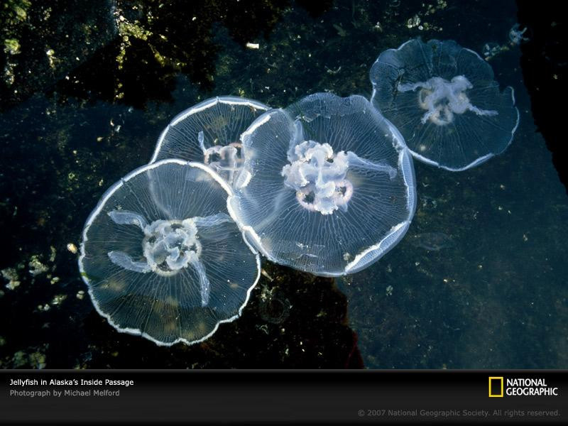 close-up-jellyfish-alaska-92722-sw (Medium)