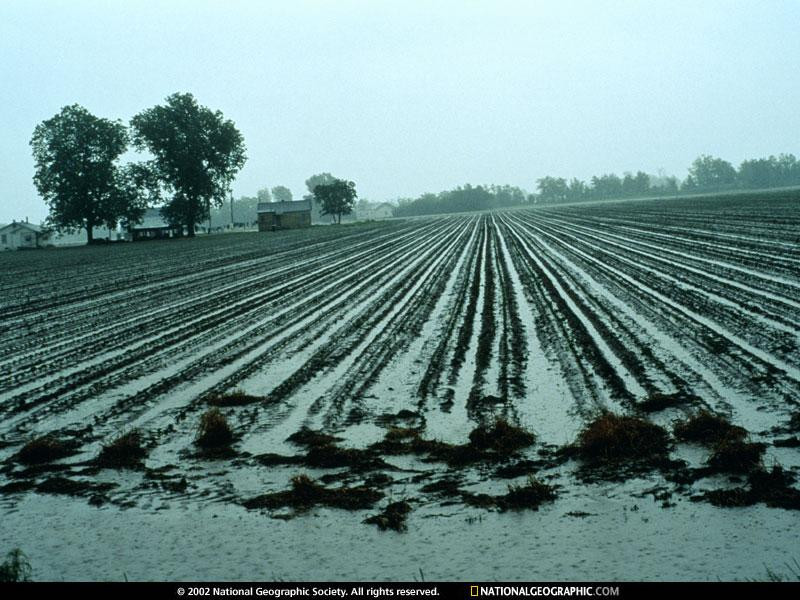 cotton-field-518873-sw (Medium)