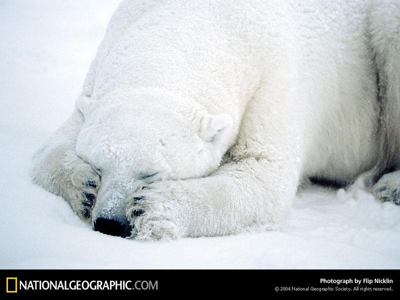 dozing-polar-bear-492327-sw (Medium)