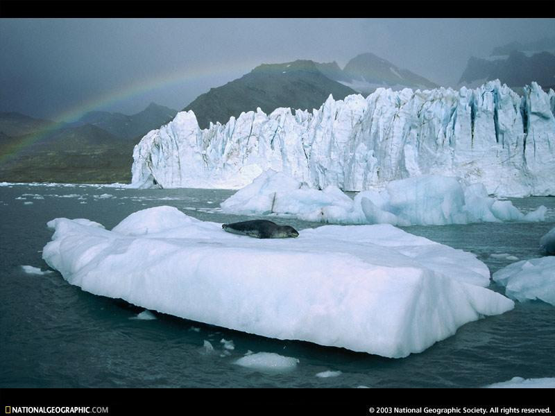 foraging-leopard-seal-526260-sw (Medium)