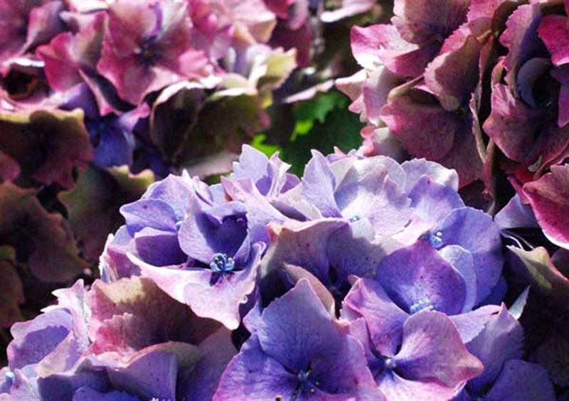 hydrangea-flowers (Medium)