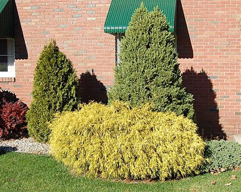 trim-shrubs-800X800 (Medium)