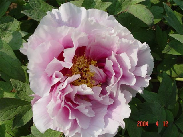 luoyang-white.peony