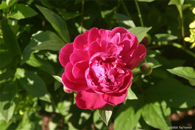 peony-2005-05