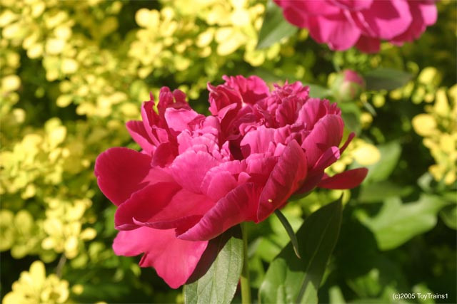 peony-2005-07