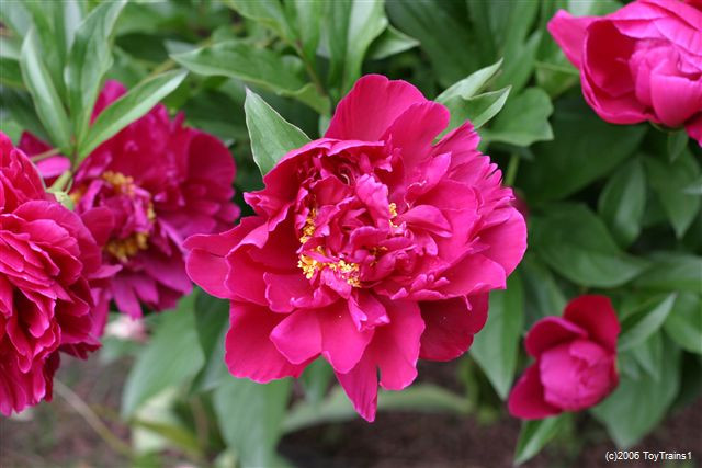 peony-2006-08