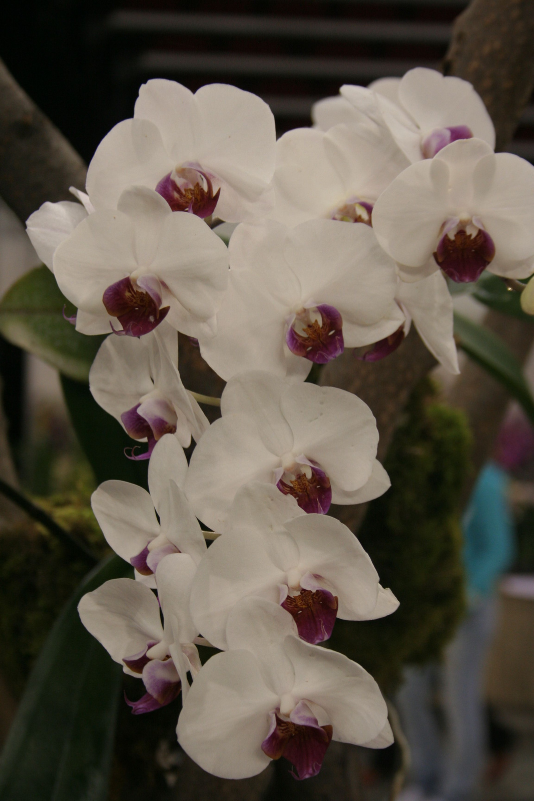 2010.03.19 orchidea kiállítás 003