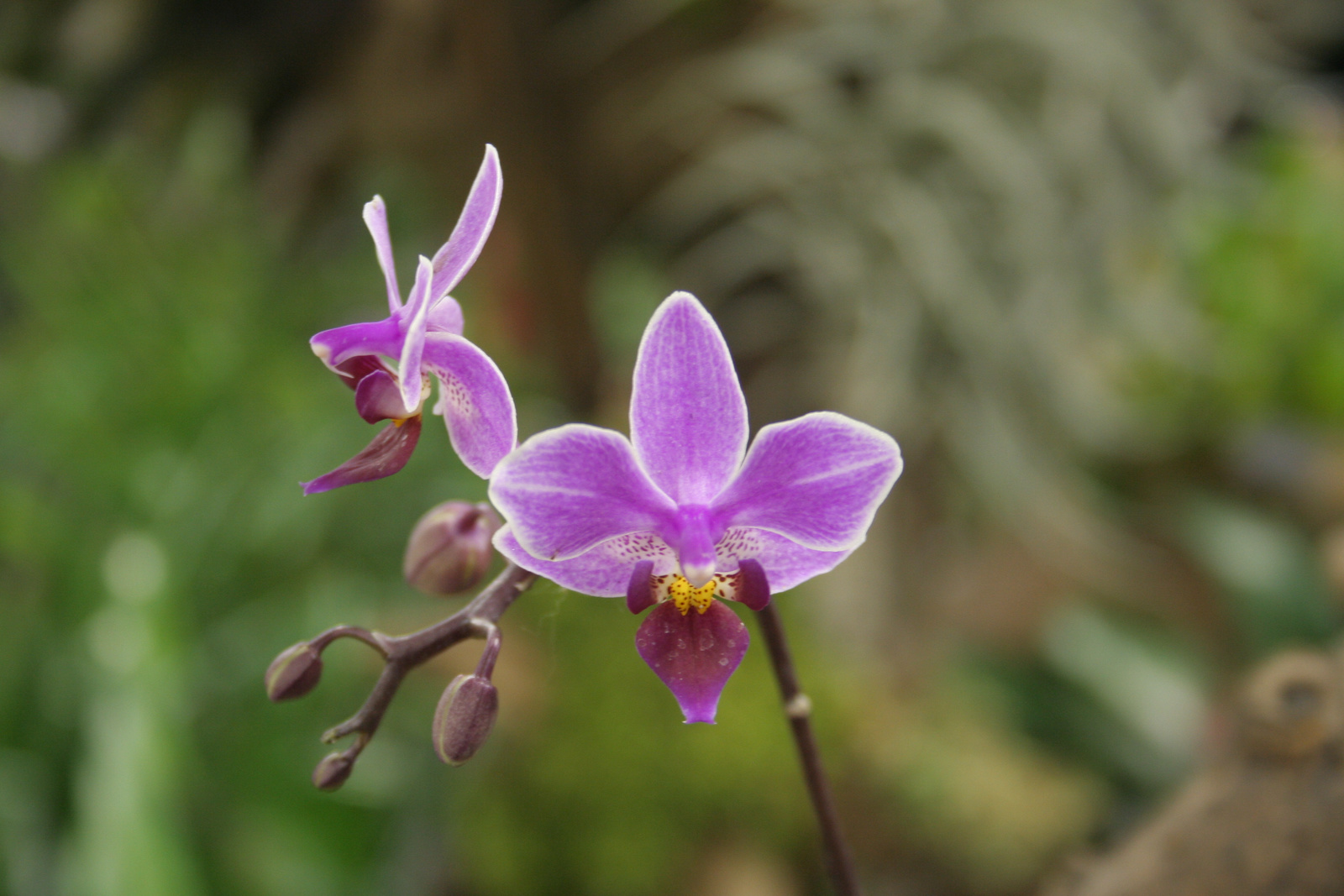 2010.03.19 orchidea kiállítás 009