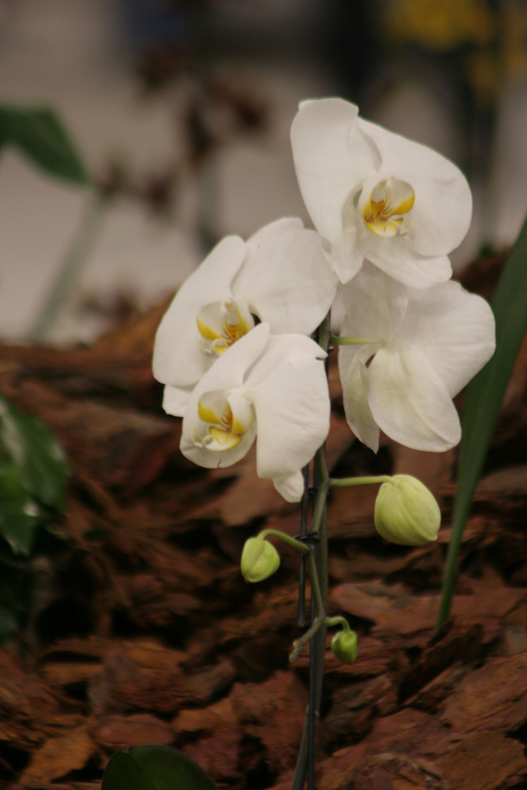 2010.03.19 orchidea kiállítás 028