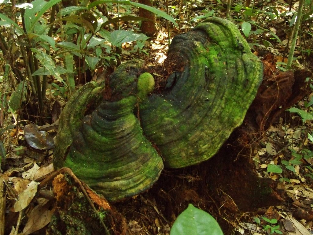 gombák, zöld kalappal