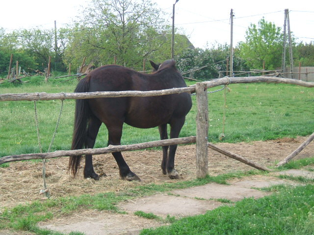 Gárdony 2008.05.01. 042