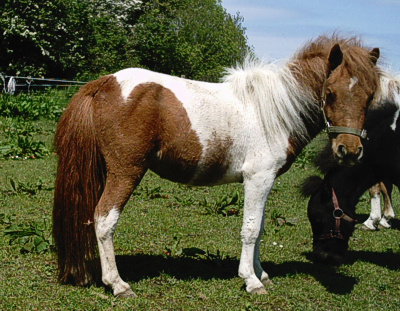 shetland pony 3