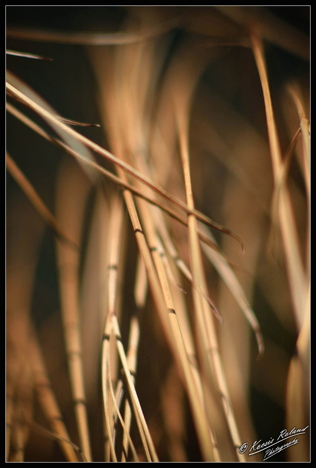 Papírsás "Cyperaceae"